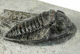 Bargian, Diademaproetus Trilobite Fossil - Morocco #271905-1
